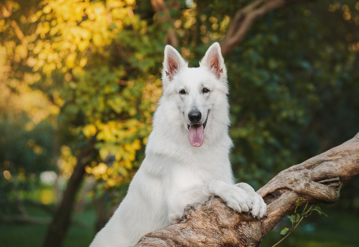 Фото: Даша Июньская, белая швейцарская овчарка Флайт