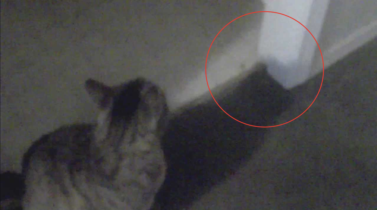Правда ли, что коты видят призраков? | SCP RUSSIATION | Дзен
