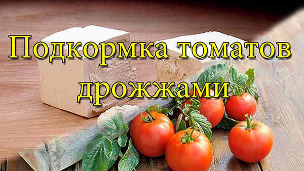 Дрожжевая подкормка для помидор. 7 рецептов подкормки помидор дрожжами.