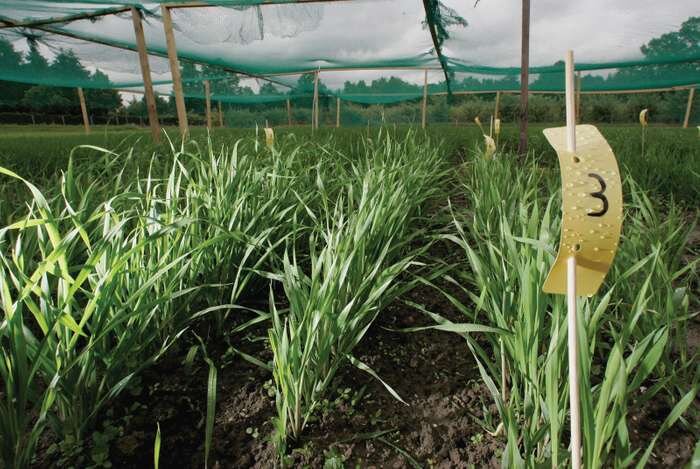 генетически модифицированный ячмень. Генетически модифицированный (ГМ) ячмень, выращенный исследователями на участке, принадлежащем Университету Гиссена (Justus-Liebig-Universität) в Германии. ГМ ячмень был исследован на предмет его влияния на качество почвы.