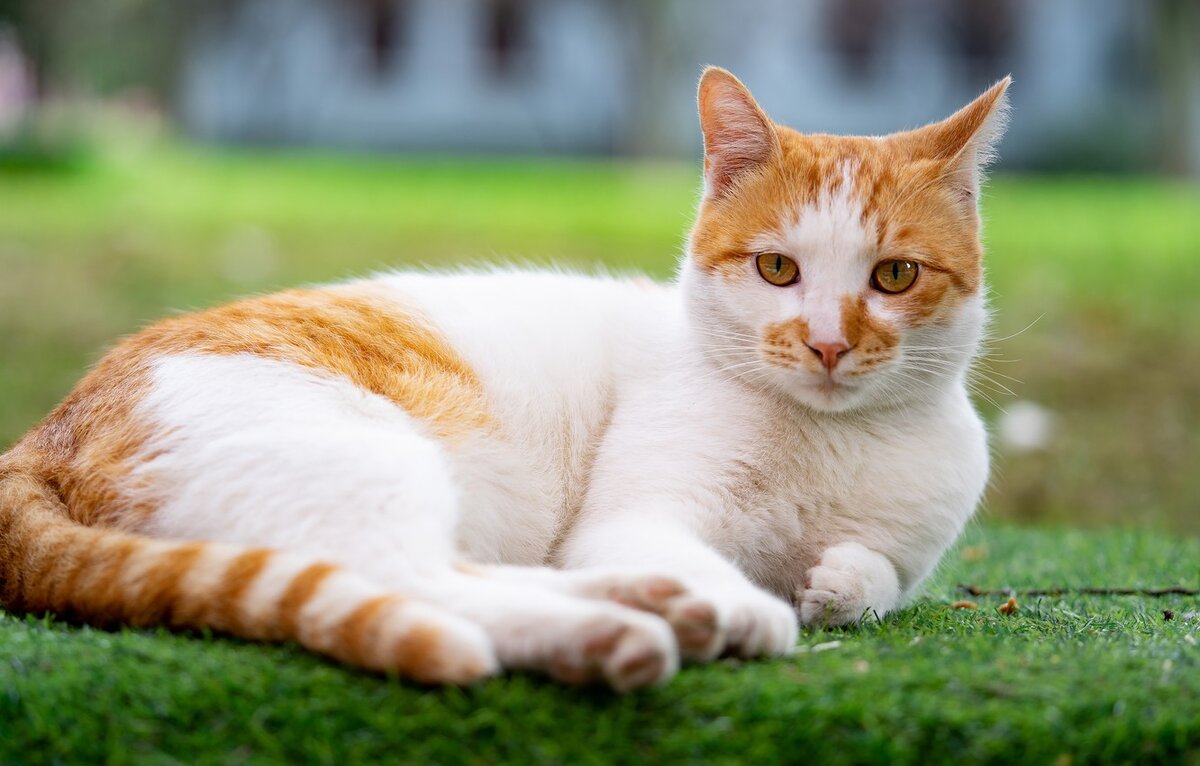 Этот кот очень похож на Кузю