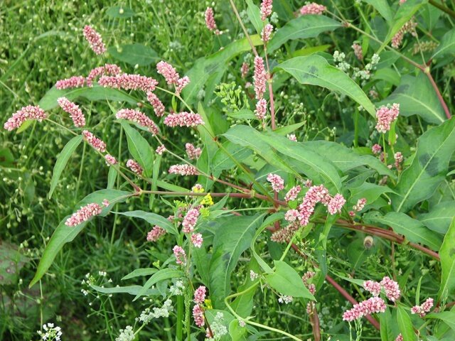 Горец почечуйный (persicaria maculosa)