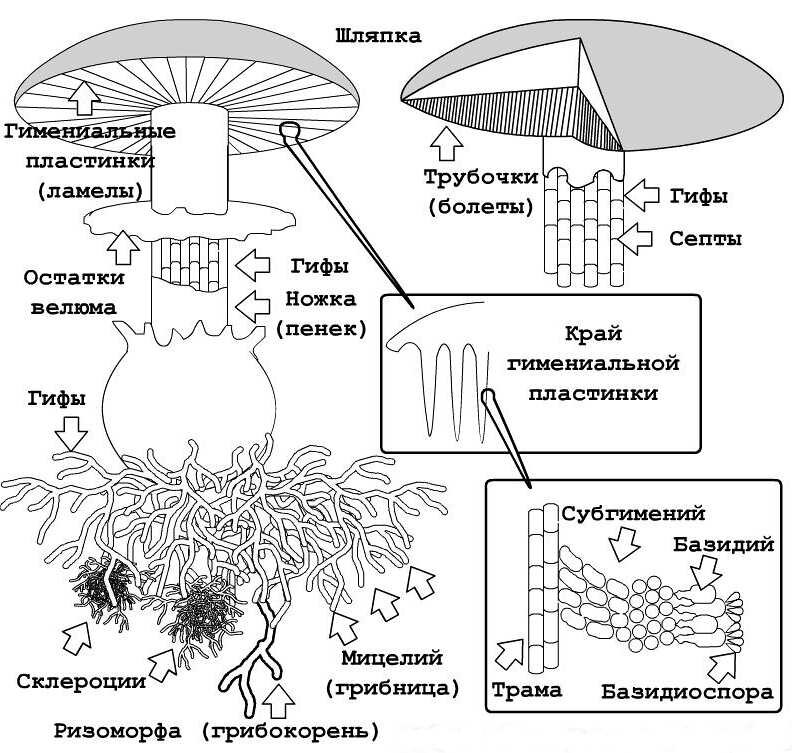Рис. 1. Схематическое строение гриба.