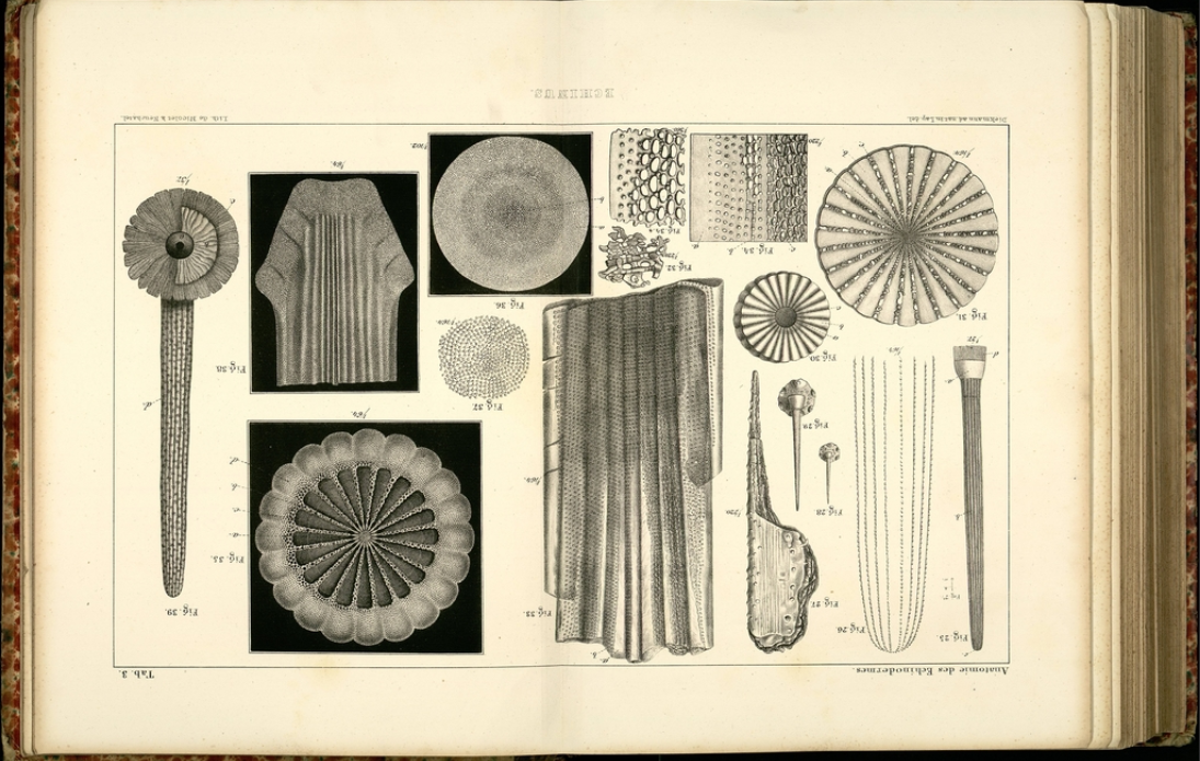 Одна из первых научных книг о геологии