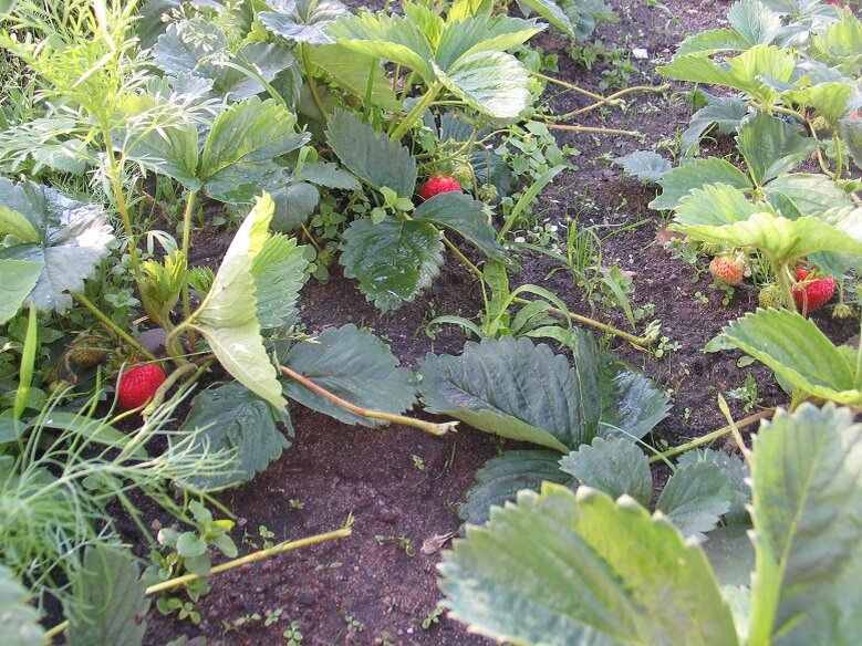 Прошлогодние сладкие витамины