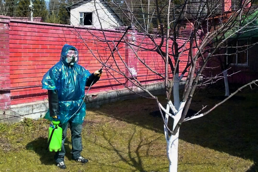 1 опрыскивание деревьев весной