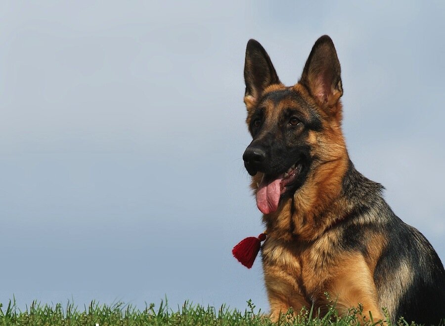 Овчарка Гюнтер IV 