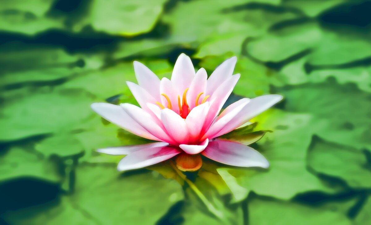 Фото с сайта www.pexels.com