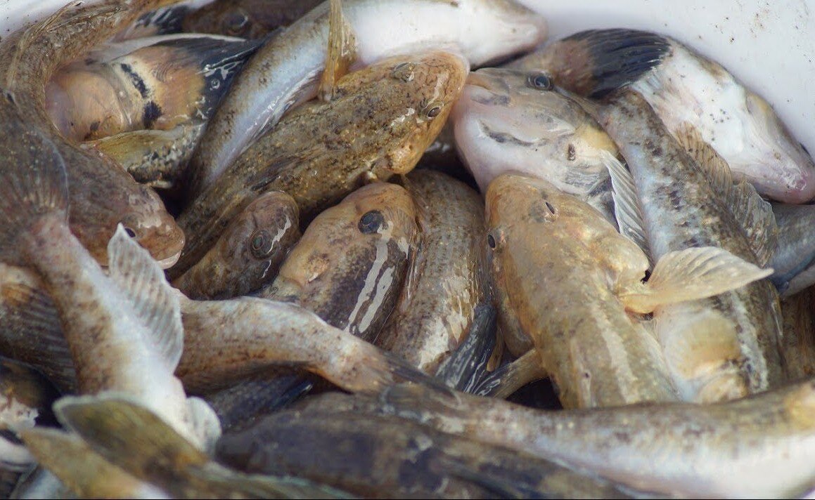 Улов на Азовском море. Малокостлявая рыба в Азове.