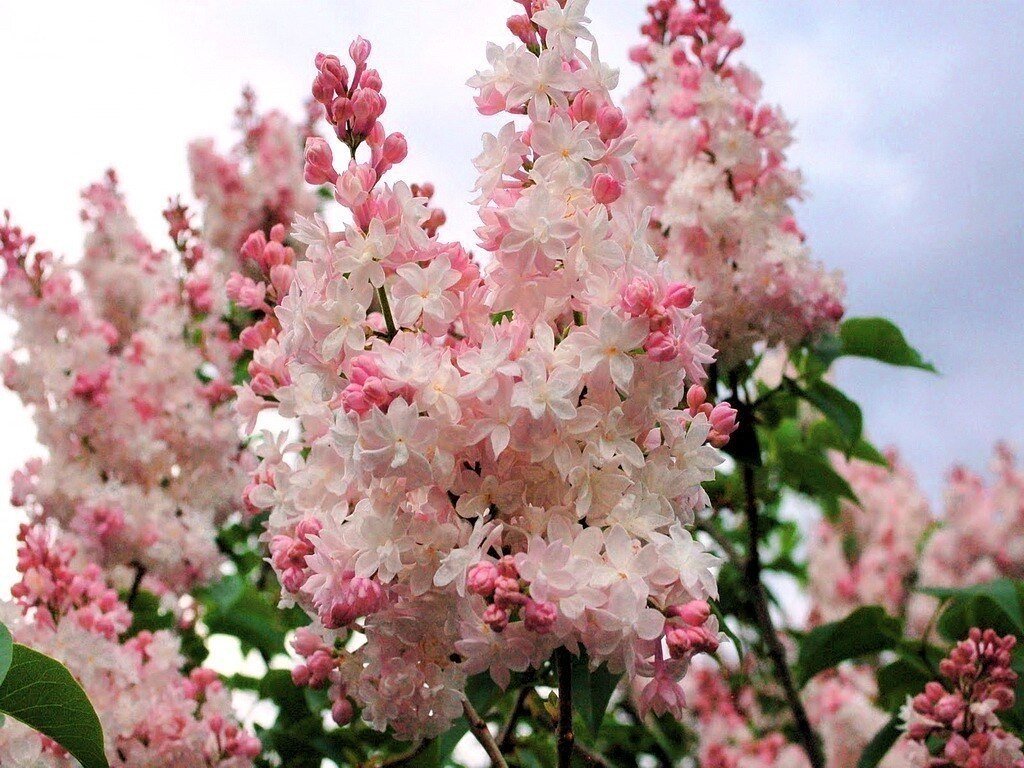  Здравствуйте, мои дорогие ученики, друзья и читатели блога! Сердечно благодарю всех, кто не забывает заглядывать на огонёк и терпеливо ждёт моего возвращения.  К сожалению, наши каникулы затянулись, и я не могу уделять вам столько времени, сколько мне хотелось бы.