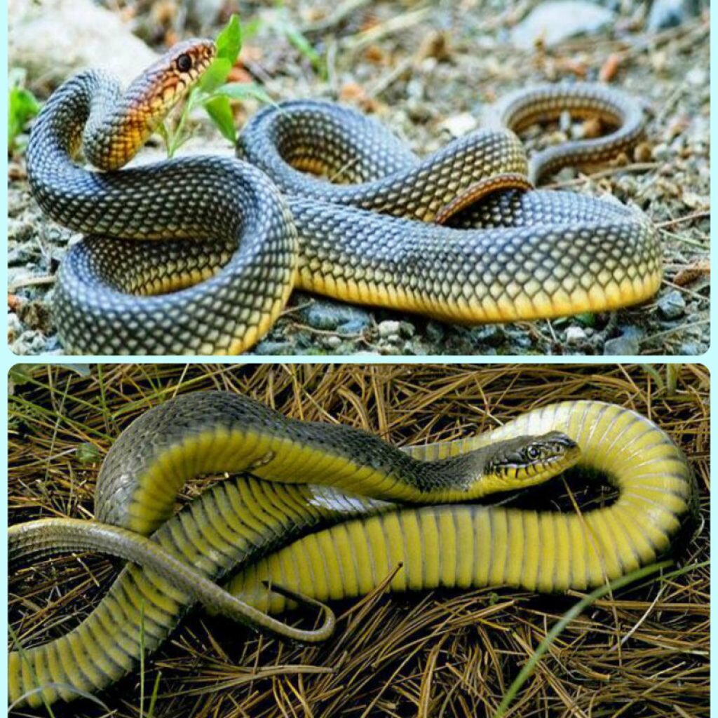змеи черногории фото