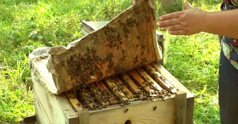 холстик на улье 