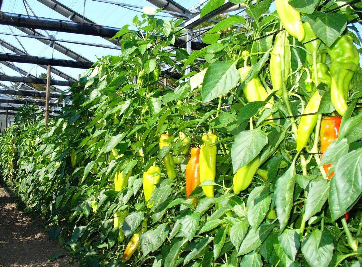Выращивание перца в теплице