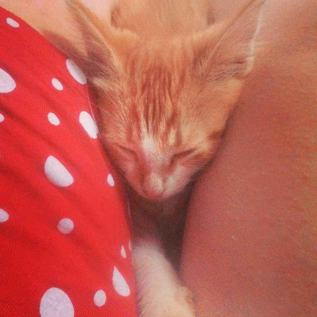 Рыжик дома после бани. Фото из личного архива