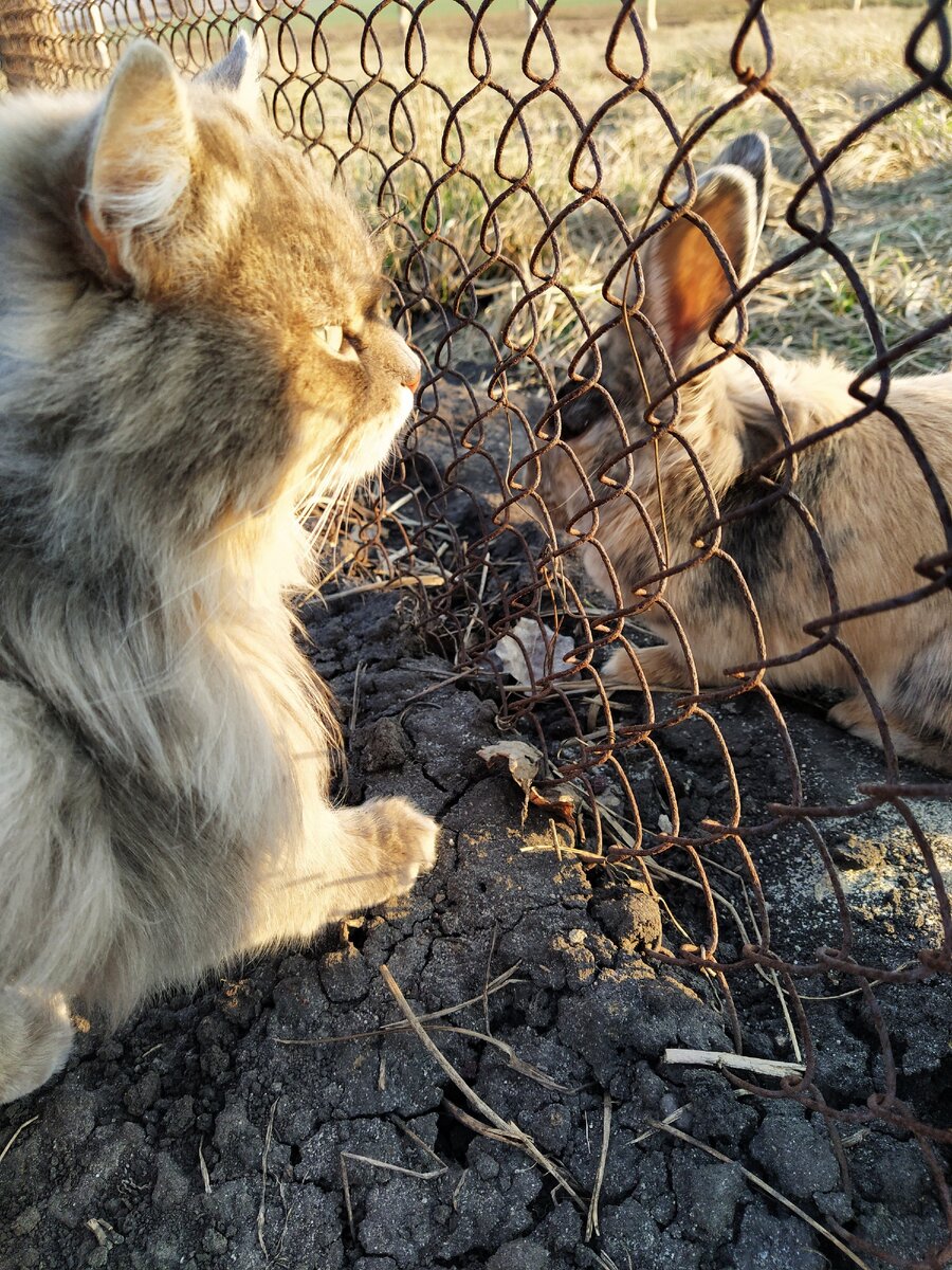 Общаются друг с другом... молча