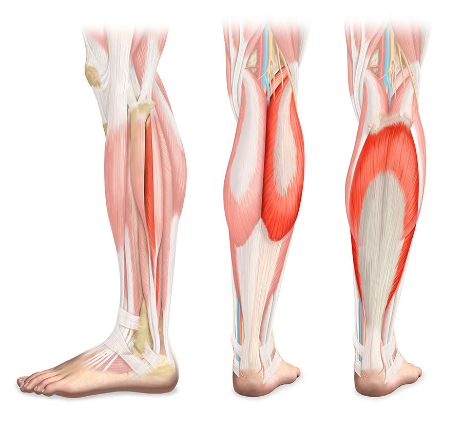 белые - сухожилия; красные - мышцы. https://mir-s3-cdn-cf.behance.net/project_modules/source/80761727695565.5904c6acd4f98.jpg