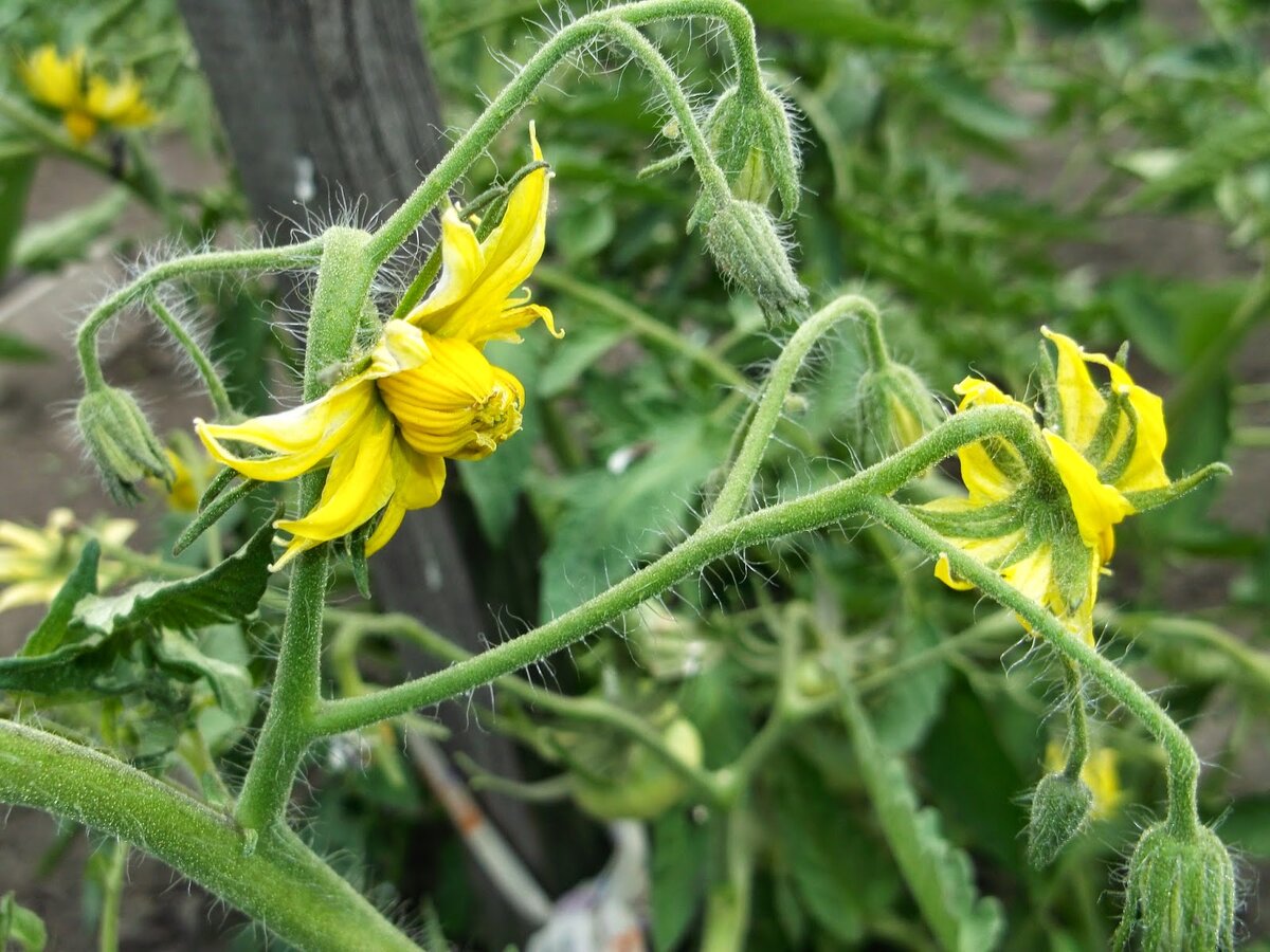 Контроль температуры и влажности в теплице