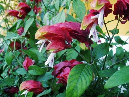 Белопероне.