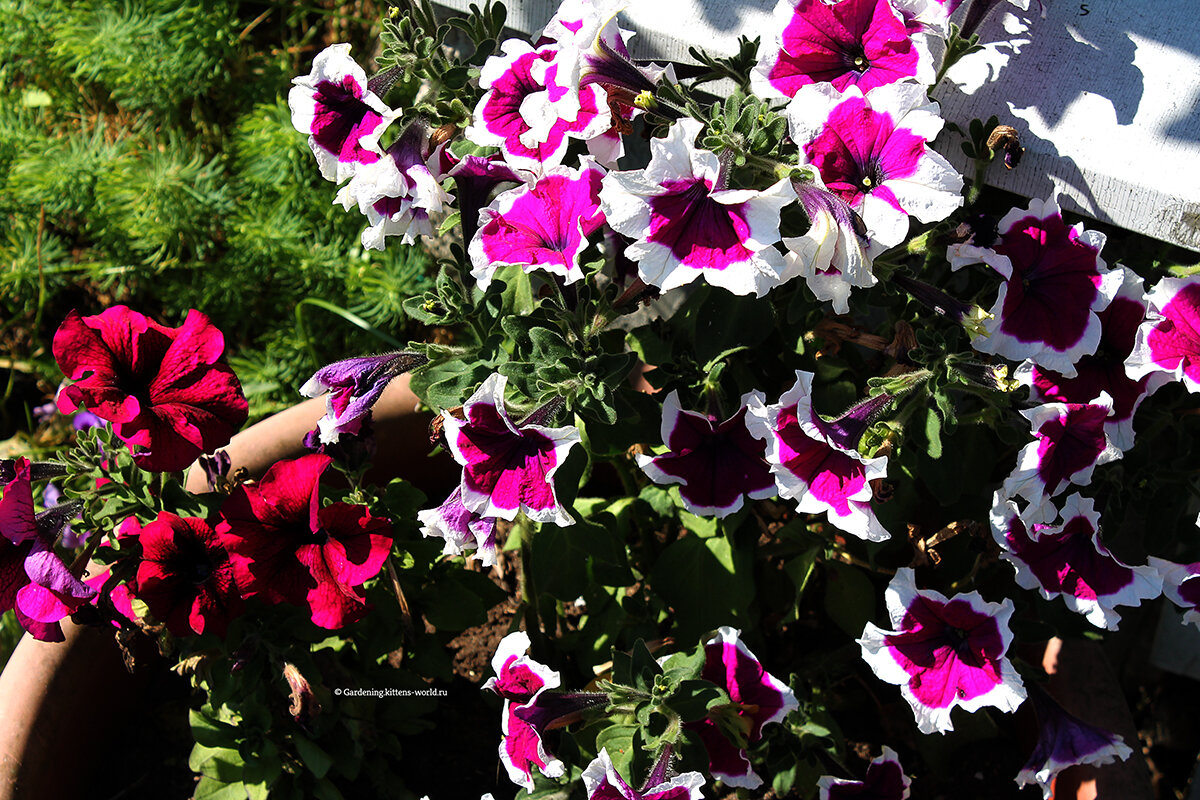 Петуния к концу лета заканчивает свое цветение