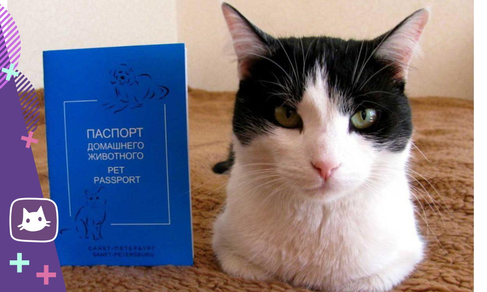 50 кот регистрация