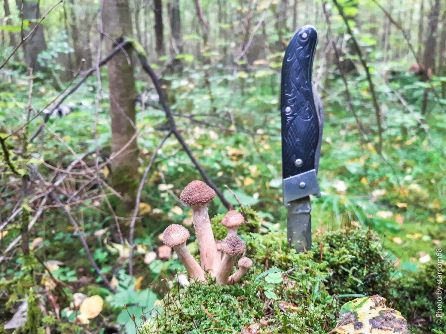 Осенние опята