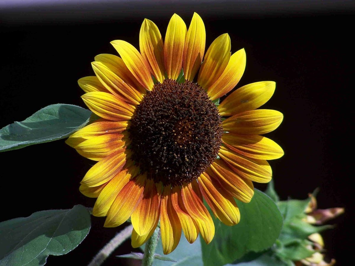 Цветок подсолнечника сорта Красное солнышко