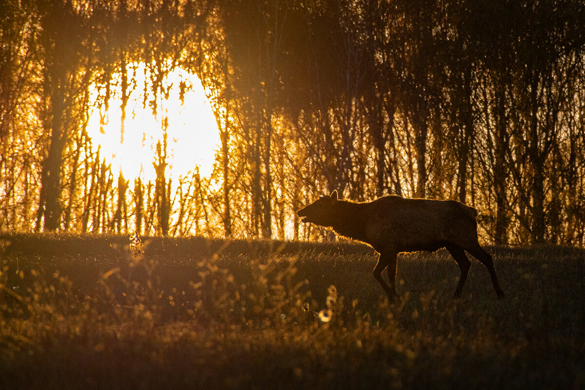 Легенды Алтая - сказание "О белом марале с золотыми рогами ...