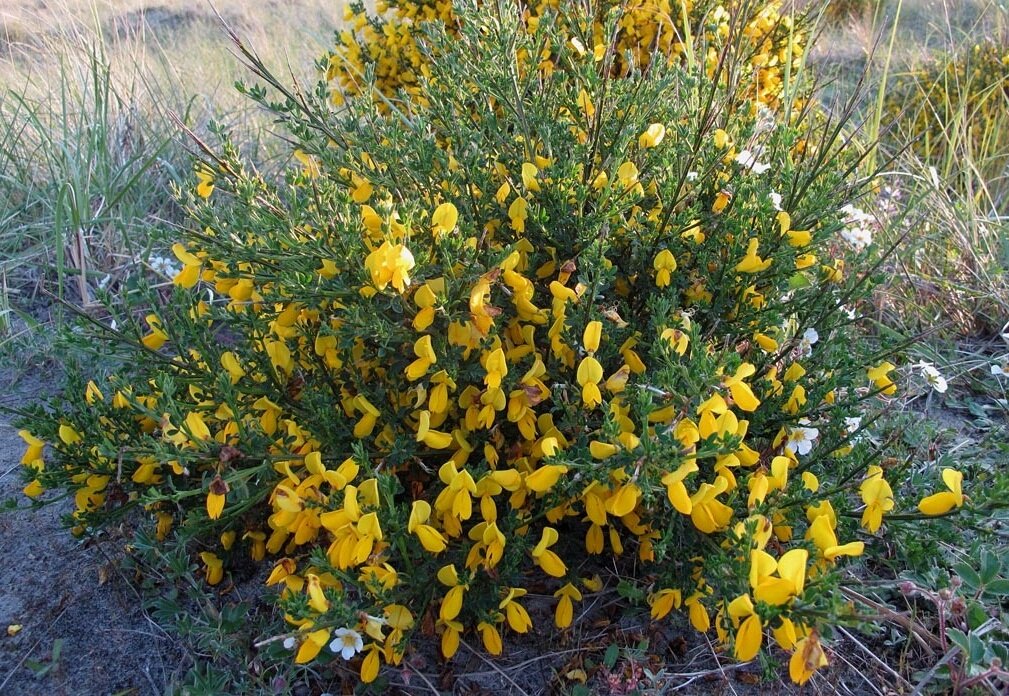 Ракитник чернеющий (Cytisus nigricans)