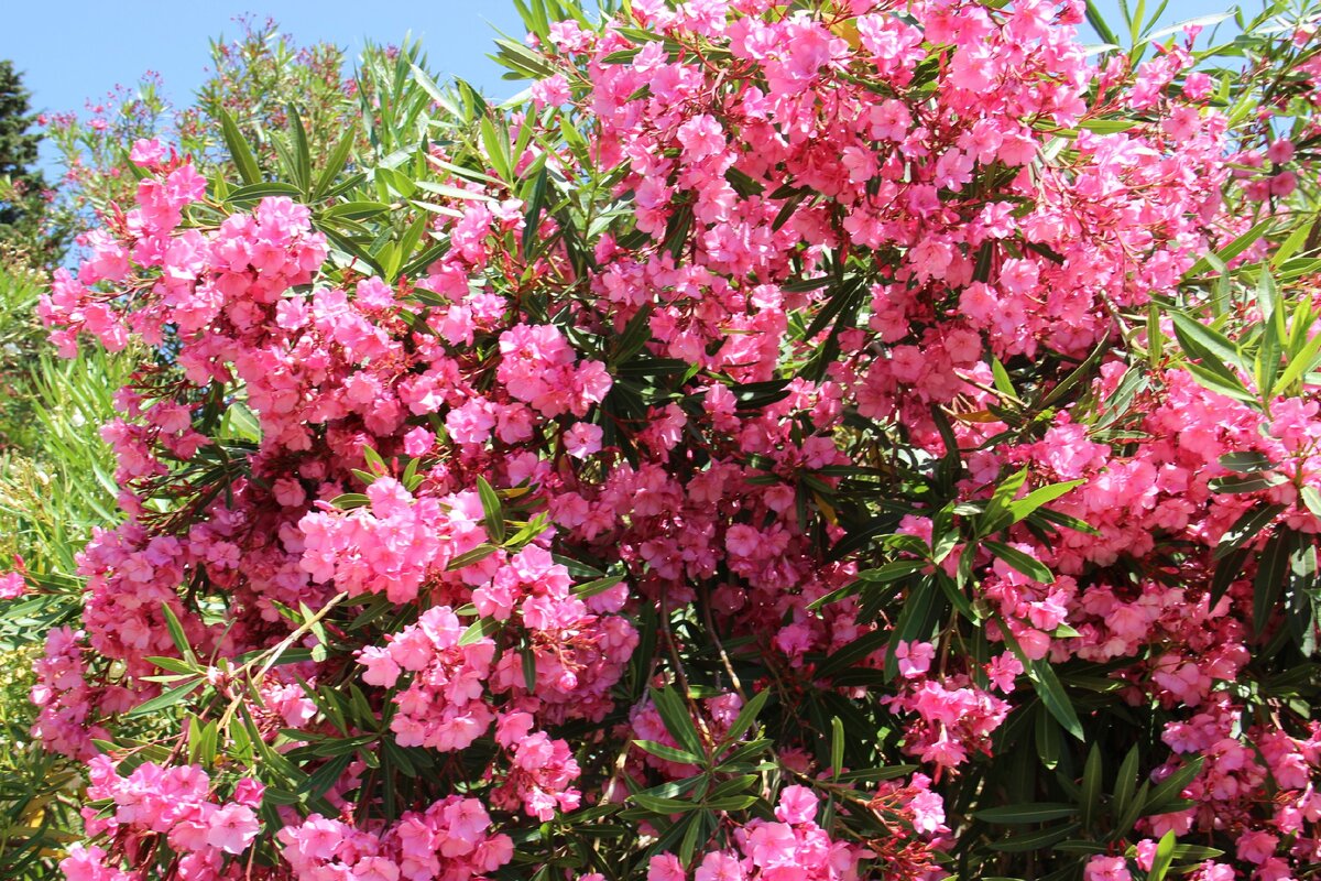 Олеандр (Nerium Oleander)