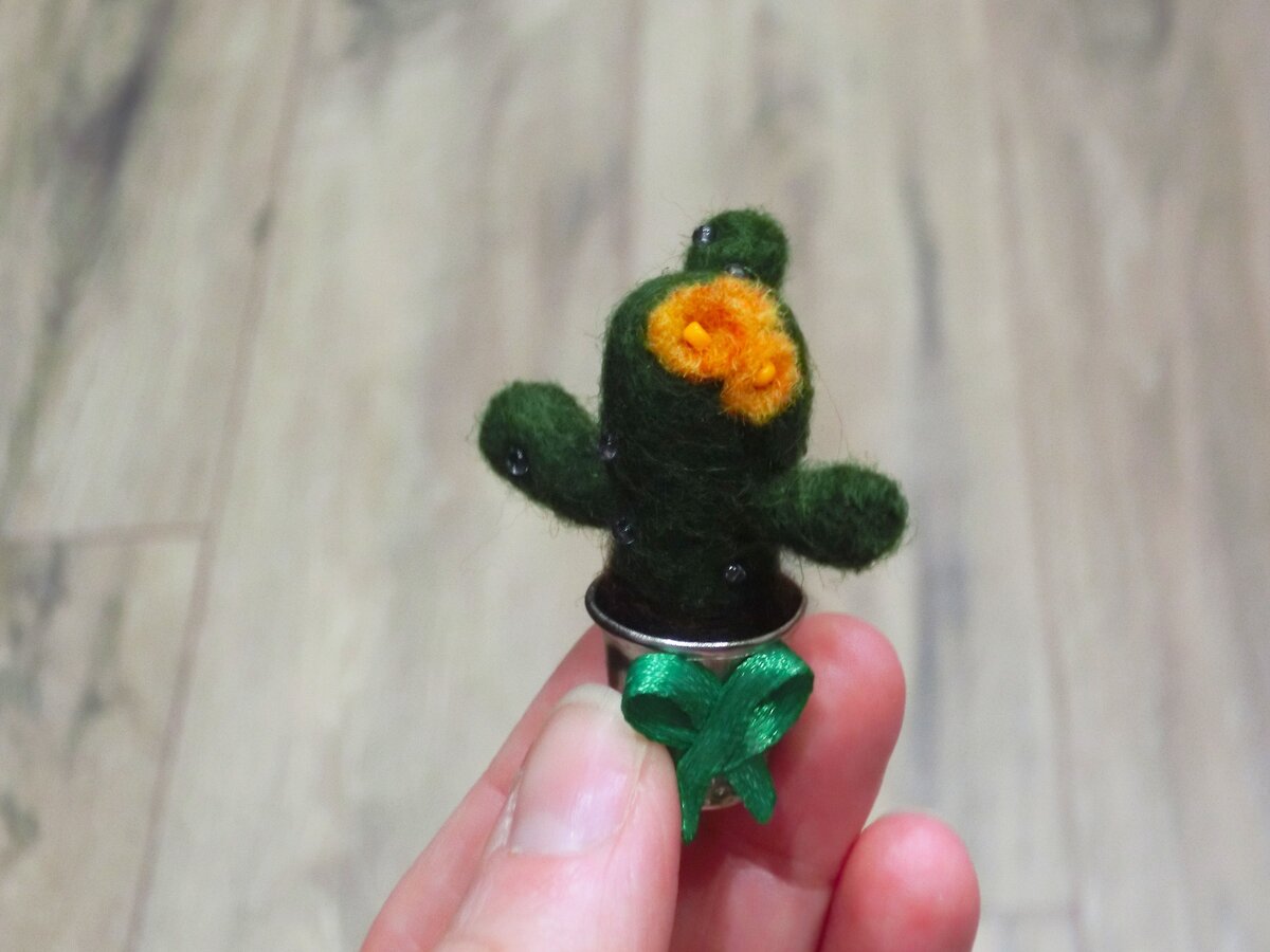 Высота кактуса  всего лишь 5 см.