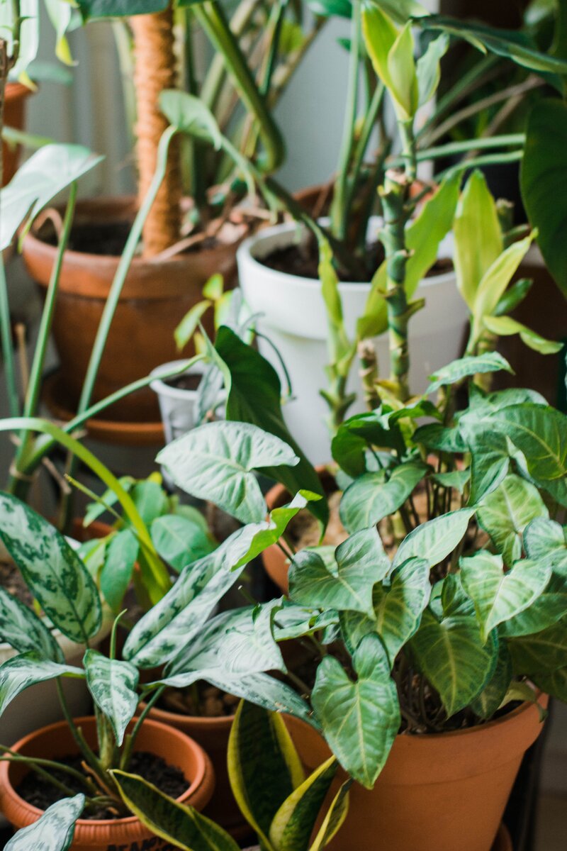 Сибирские джунгли