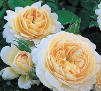 Crocus rose