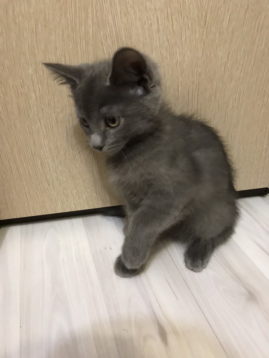 Первые дни у нас дома