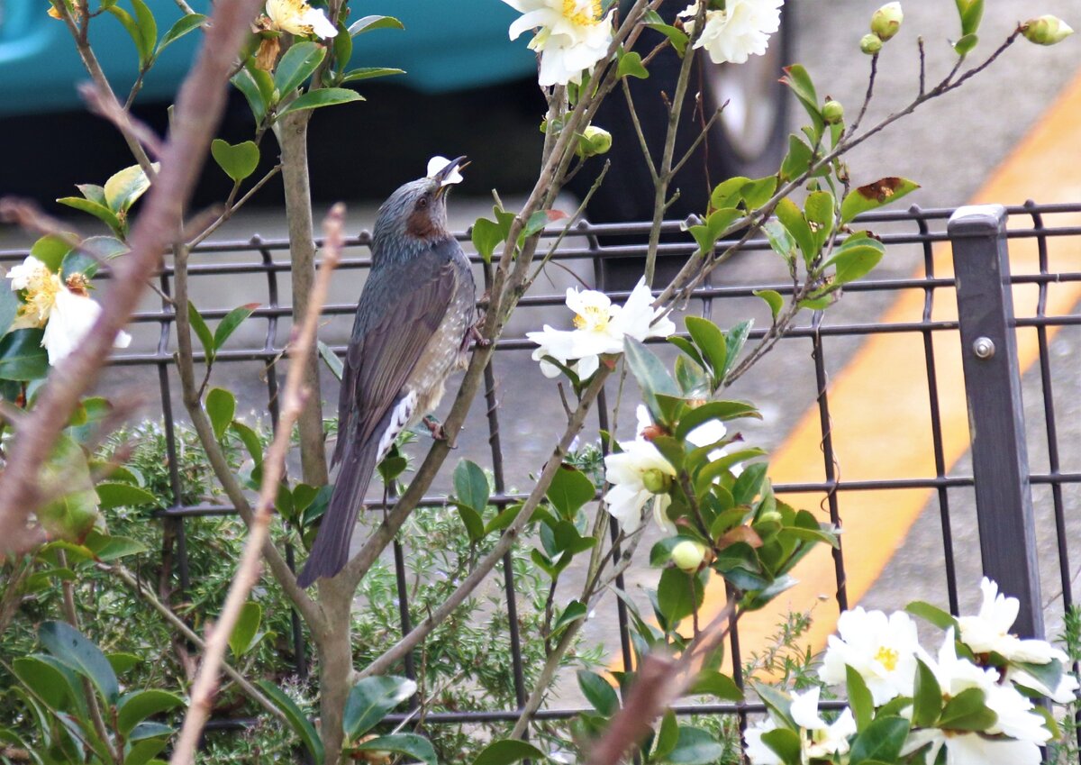 Поедает мои цветочки 