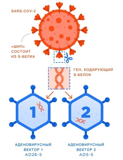 С официального сайта вакцины Спутник V 