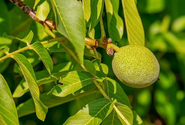 Грецкий орех