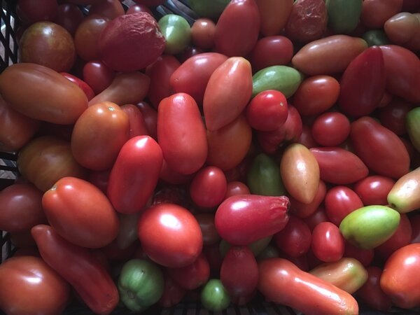  фото в конце декабря — у моих родственников ещё лежат и не портятся помидоры