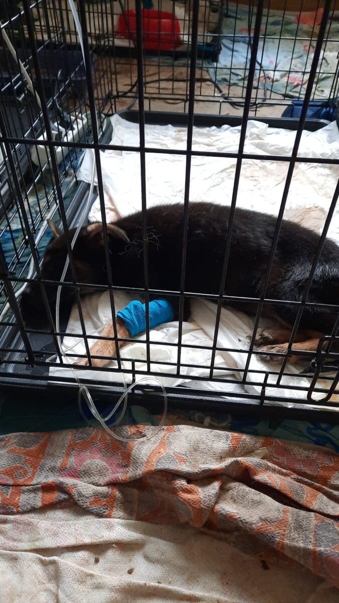 Щенок на капельницах, сильная глистная инвазия и парвовирусный энтерит. Щенок не выжил.