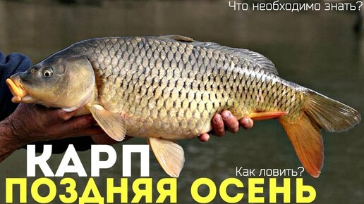НА ЧТО ЛОВИТЬ КАРПА ОСЕНЬЮ??? СЛАДКОЕ ИЛИ РЫБНОЕ?? - YouTube