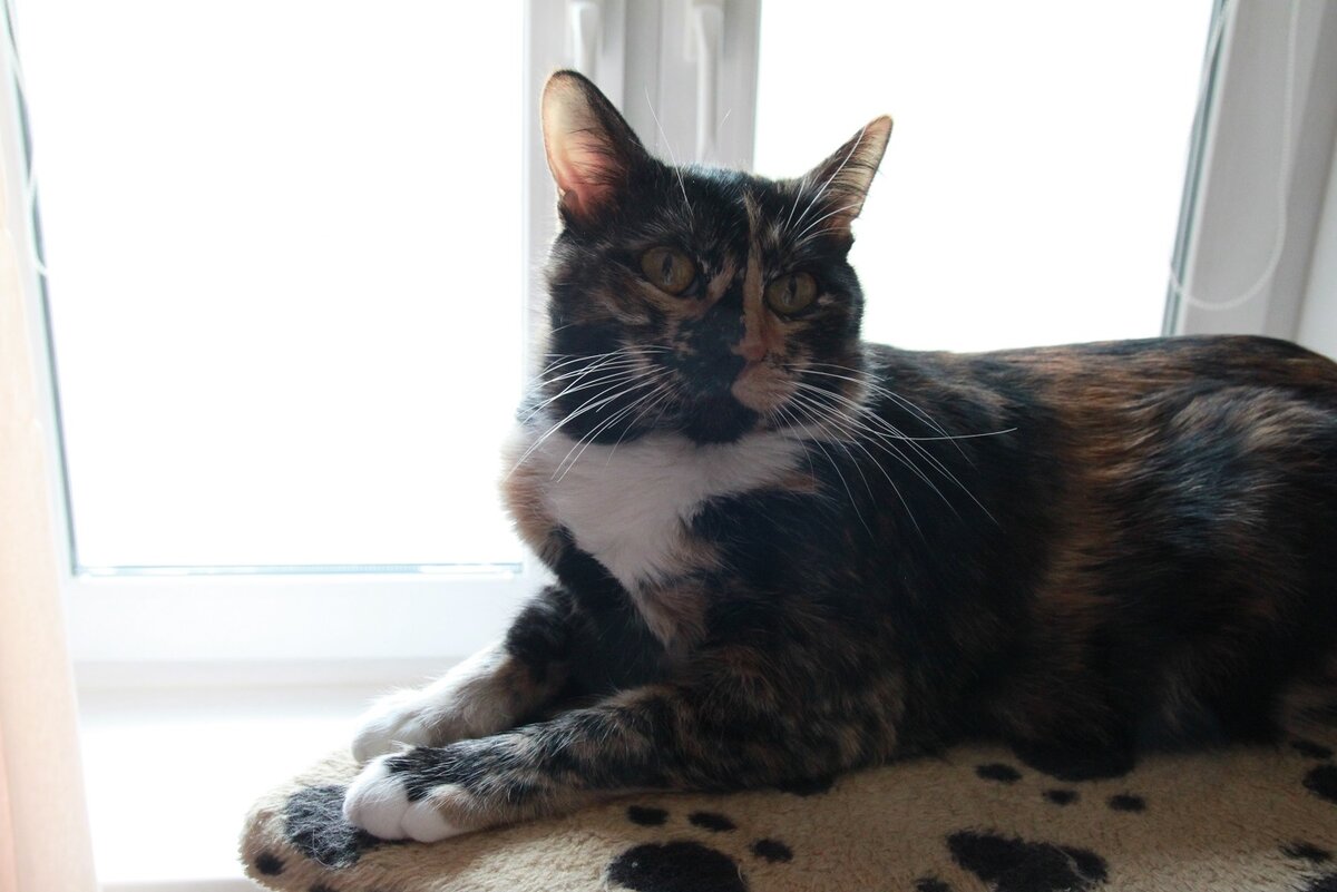 Василиса. Фото автора