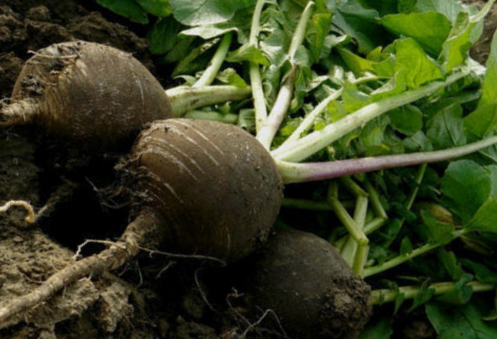 Только в плодородной земле можно вырастить хороший урожай