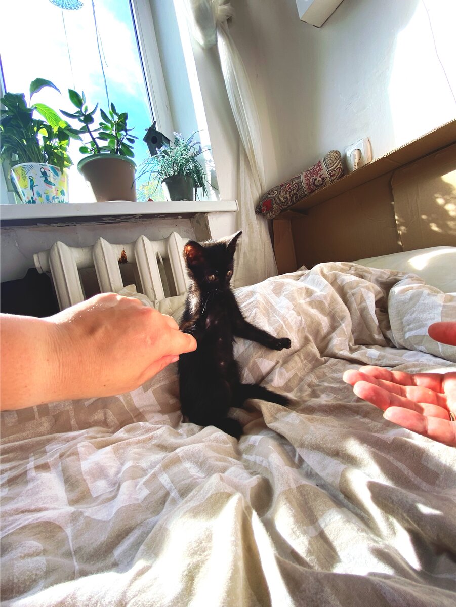 Вот такое чудо у нас теперь…