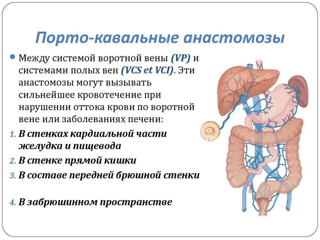 Сегменты легких