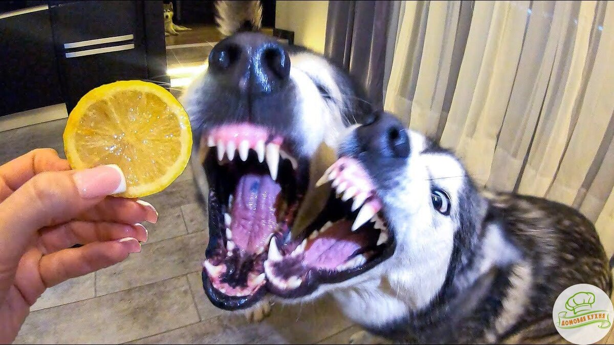 Картина маслом: хаски и лимон