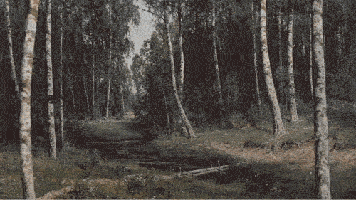 Картина Ивана Шишкина «Березовая роща». Источник: liveinternet.ru