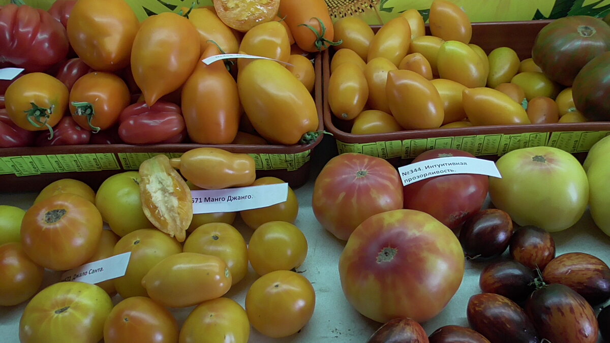 Как правильно подобрать сорта томатов на будущий сезон? 5 факторов, которыевы должны обязательно учесть!