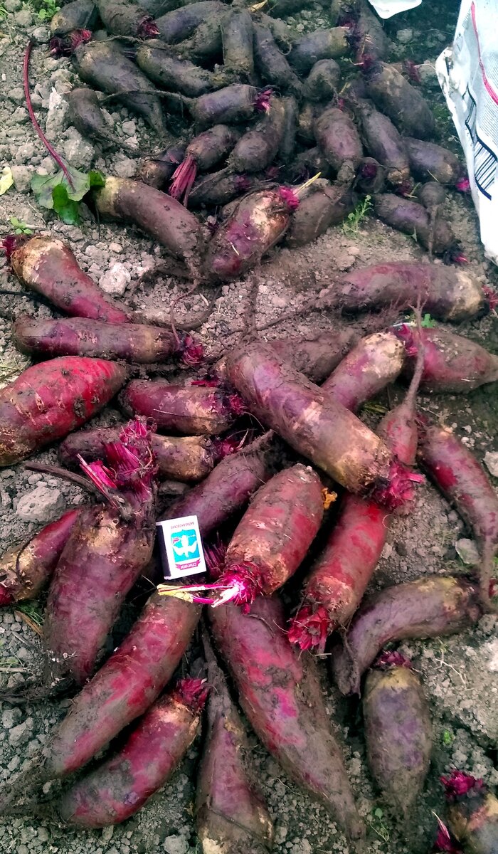 Крупные плоды светлее