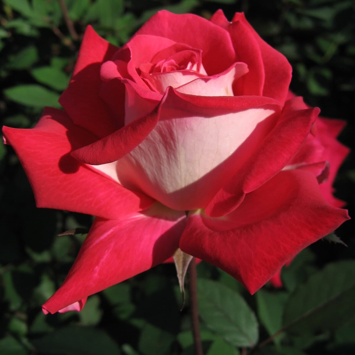 Роза чайно гибридная аллилуйя фото и описание