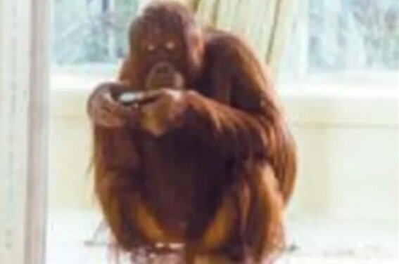 Фотография, сделанная самкой орангутанга Ноньей. Взято из открытых источников.