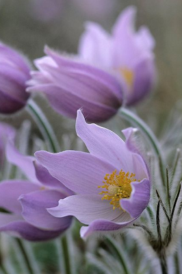 Сон трава – прострел